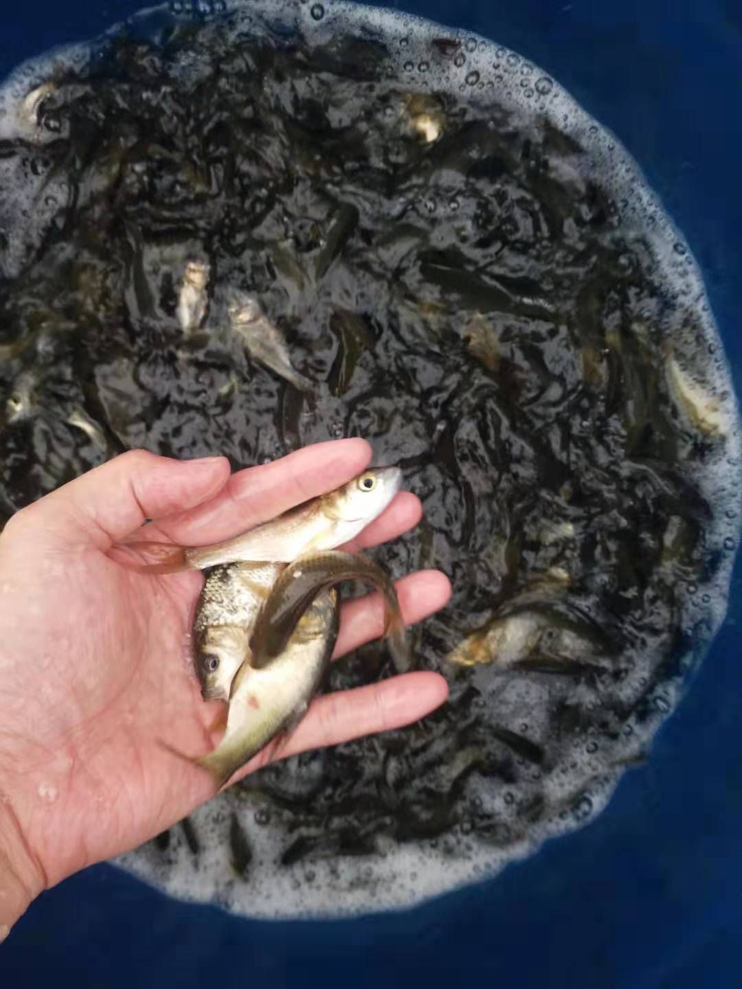 鱼苗 杂交黄河鲤鱼苗 优质鱼苗 提供养殖技术 包运输下塘