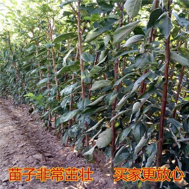 西梅苗 嫁接李子树苗西梅李子苗女神法兰西李子蜂子树苗当年结果 甜李子