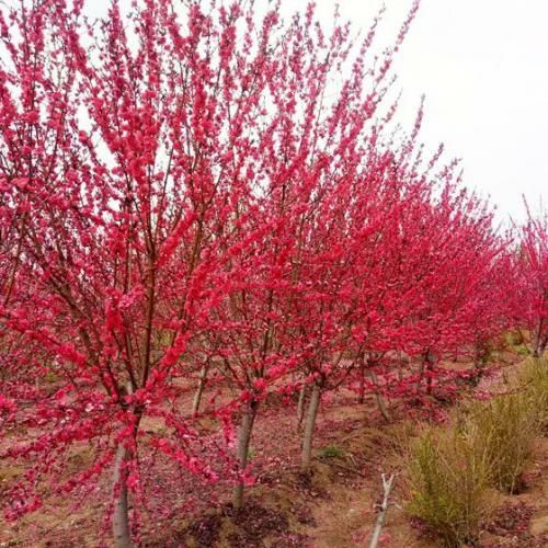 鄢陵县 红叶碧桃 红花