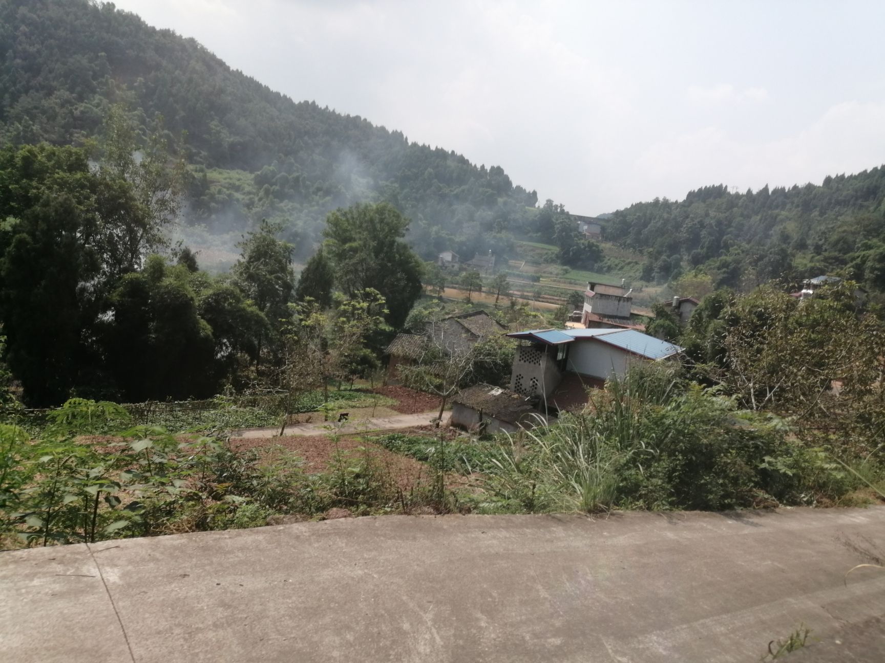  鸡，农村粮食散养跑山鸡，土鸡