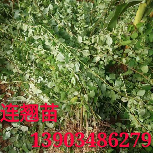 绛县 药用连翘苗//连翘苗价格+2年连翘苗供应