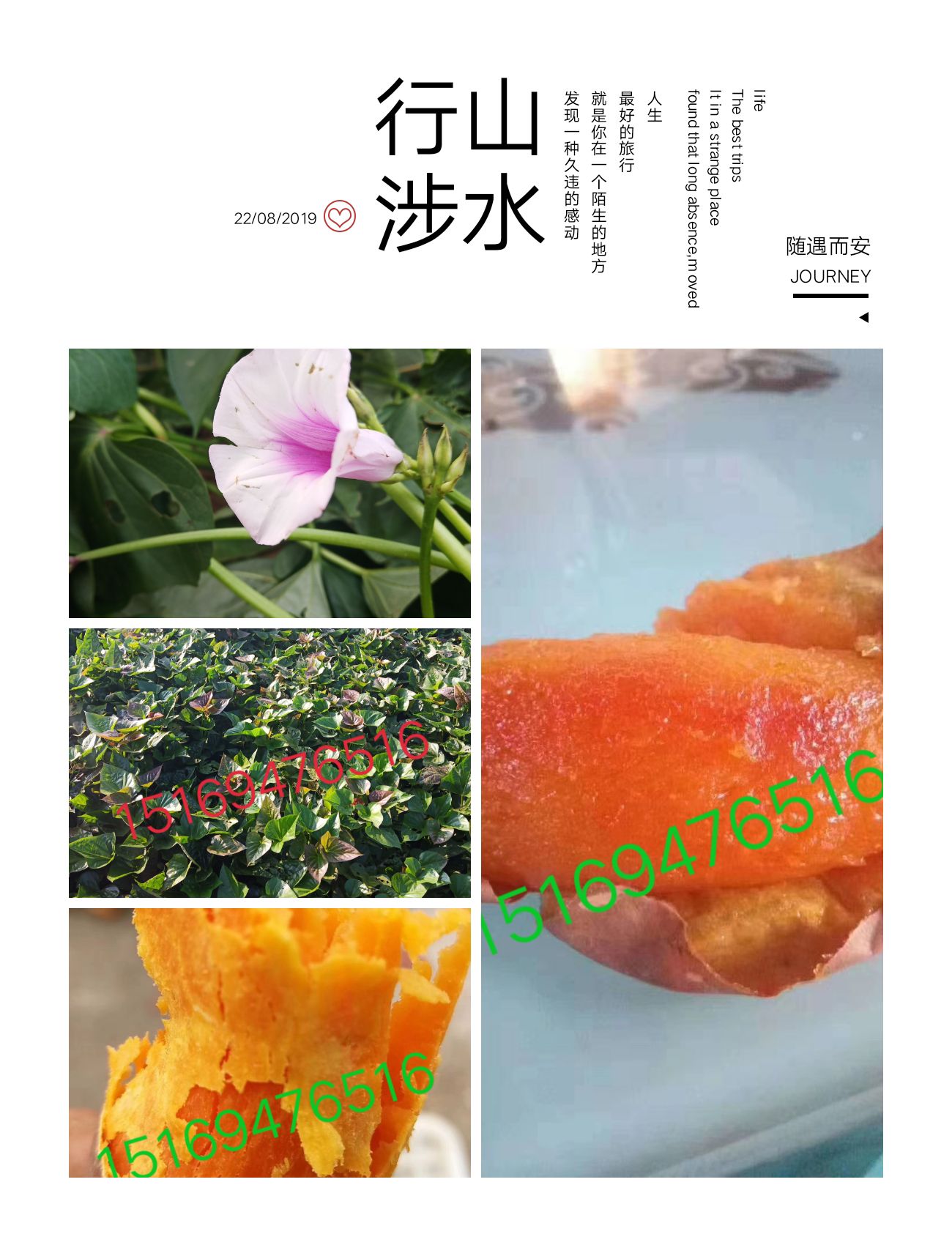 红心红薯 甘甜的沙土密薯