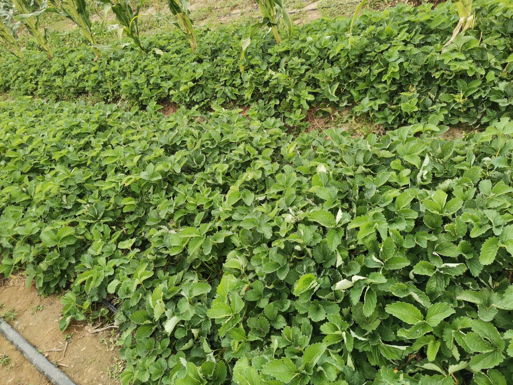  妙香7号草莓苗 妙香7号草莓苗基地 妙香7号草莓苗报价