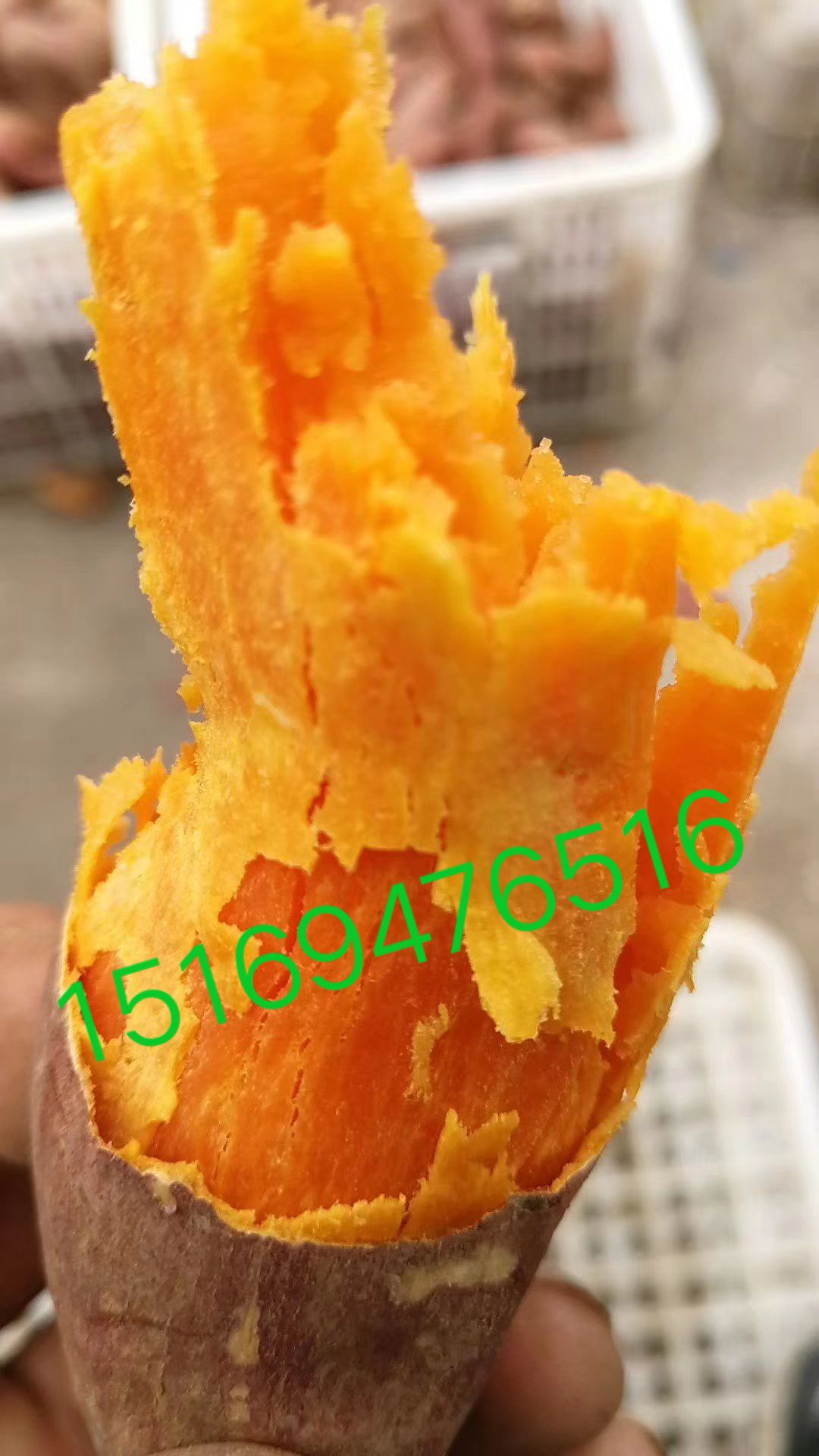 红心红薯 甘甜的沙土密薯