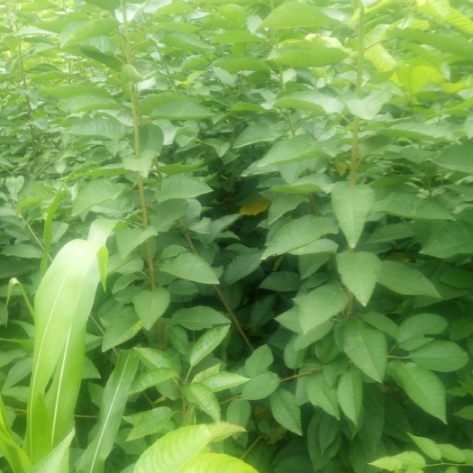 苍溪县山樱桃苗 山樱桃