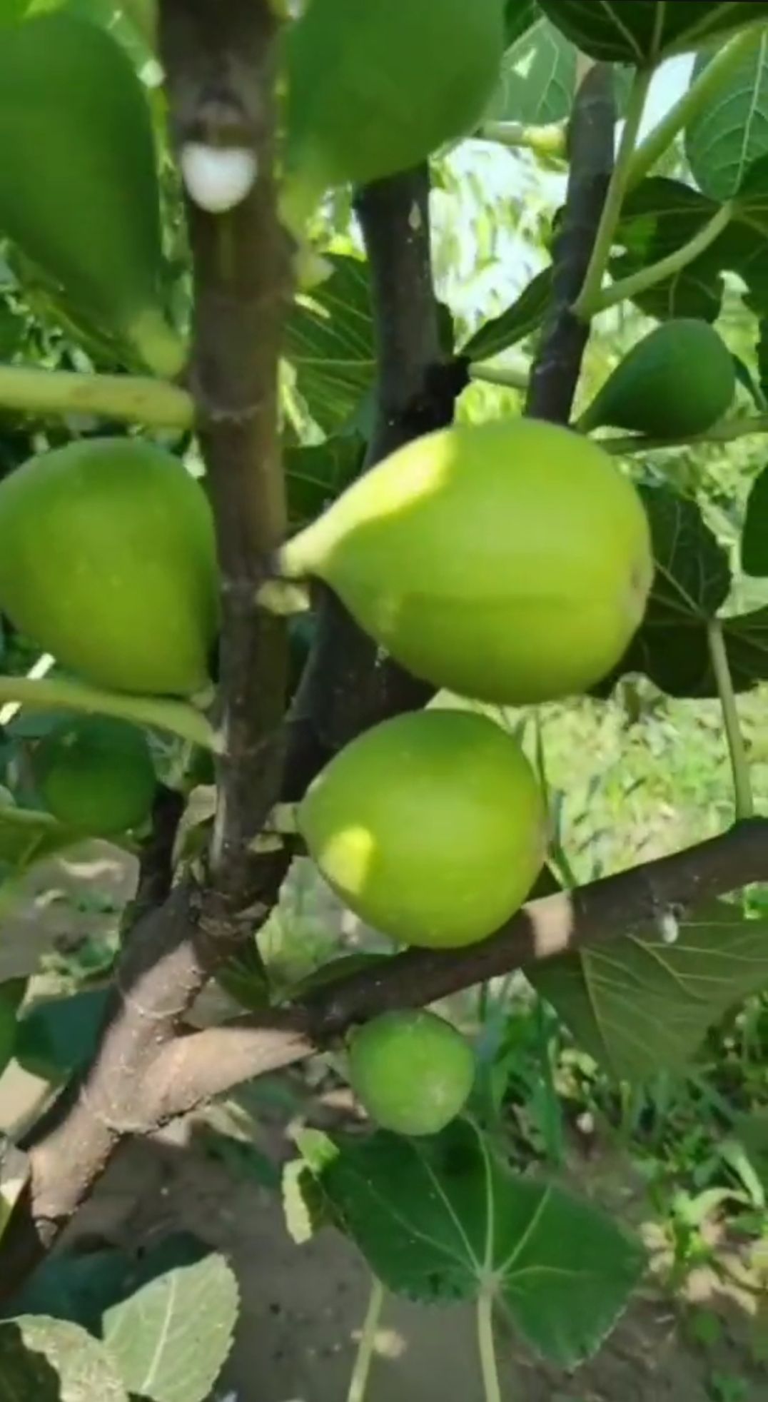 青皮无花果树苗 青皮无花果苗价格