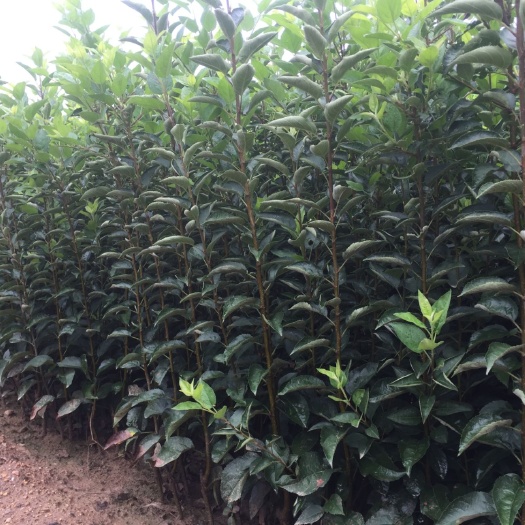 泰安 华硕苹果苗批发价格  品种纯正的嫁接苹果苗 提供种植技术
