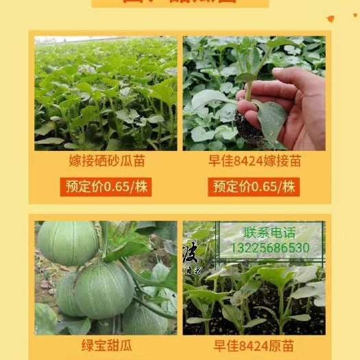 太和县美都西瓜苗 实生苗 容器苗 11~15公分 1公分以