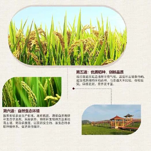 延吉市 天天向上推荐的延边大米