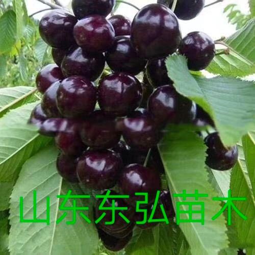 平邑县俄罗斯8号樱桃苗 俄罗斯8号