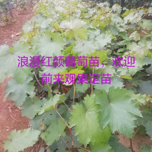 平邑县浪漫红颜葡萄苗 最最流行的浪漫红颜葡萄