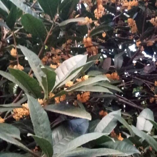 达州桂花树苗 贵花树