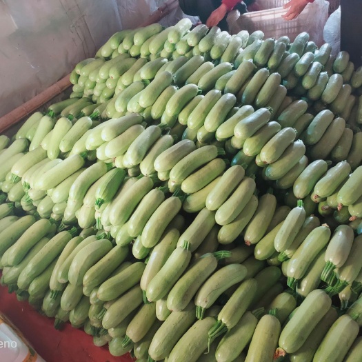 青州市绿皮西葫芦 混装通货