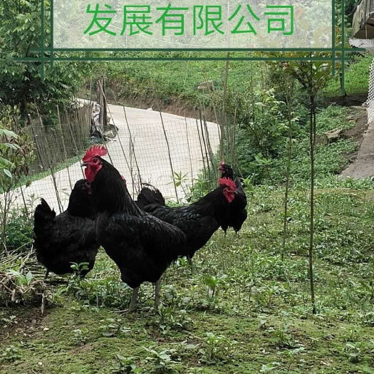 城口 亿品城口山地鸡