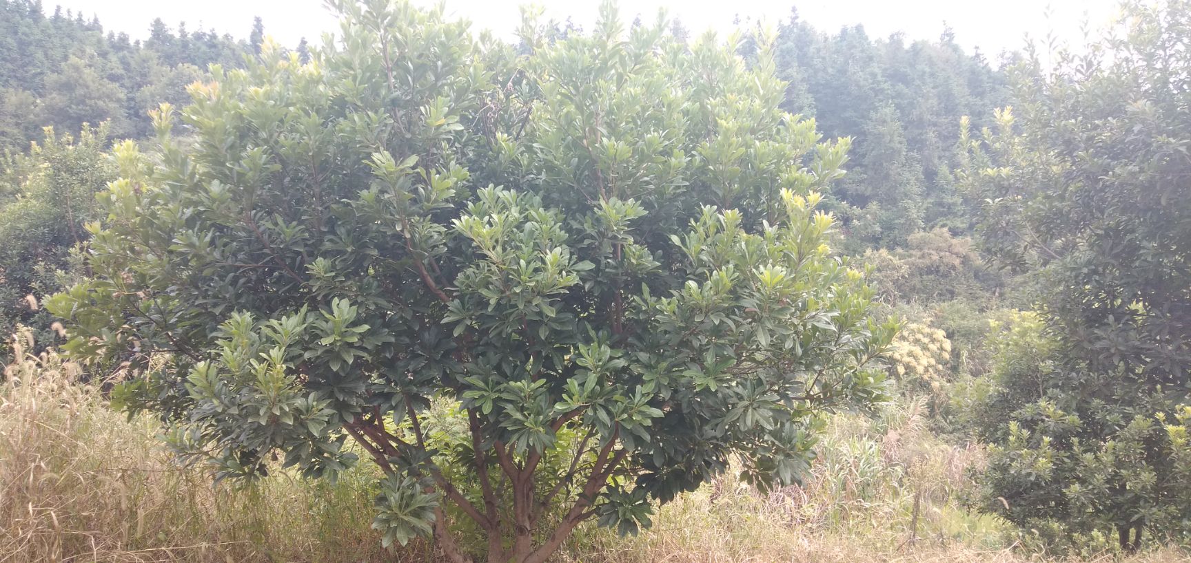 东魁杨梅树苗 东魁杨梅树