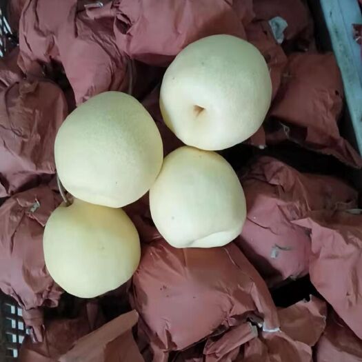 蒲城县雪花梨 65mm以上 250-300g