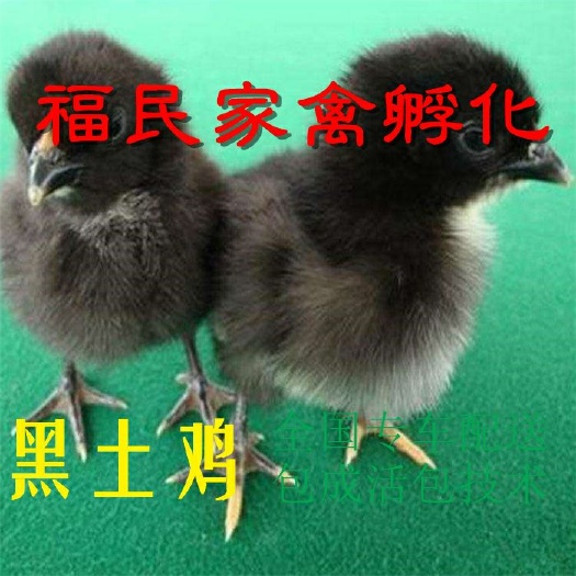 沭阳县 黑土鸡公鸡苗量大从优全国发货技术指导回收