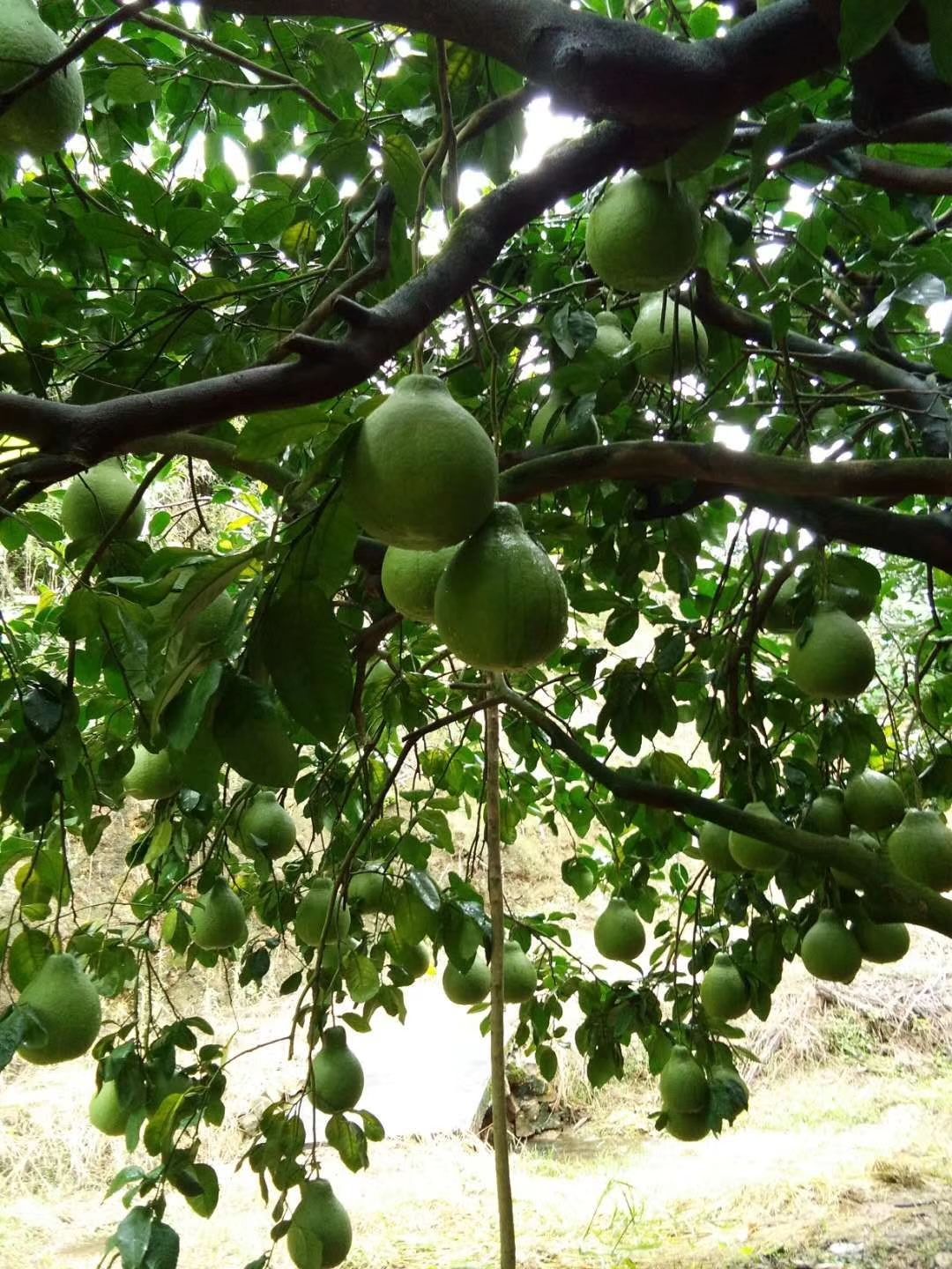  正宗梅州梅县 30几年老树沙田柚  口感好   皮薄肉厚