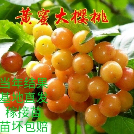 平邑县 樱桃苗黄蜜樱桃苗1~3年苗，保证品种，包成活，全国发货。