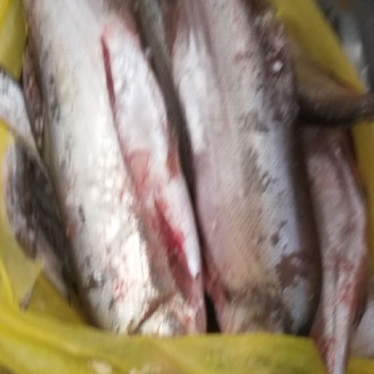 贵阳翘嘴红鲌 翘嘴