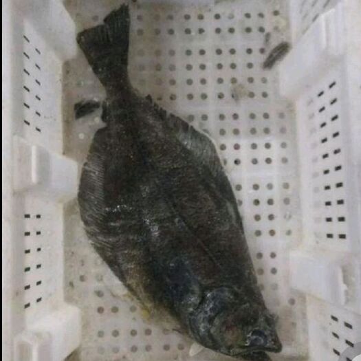 连云港冰冻呀片鱼 呀片鱼