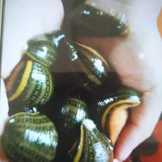 海安市宽体金线蛭  大量优质宽体金线水蛭出售