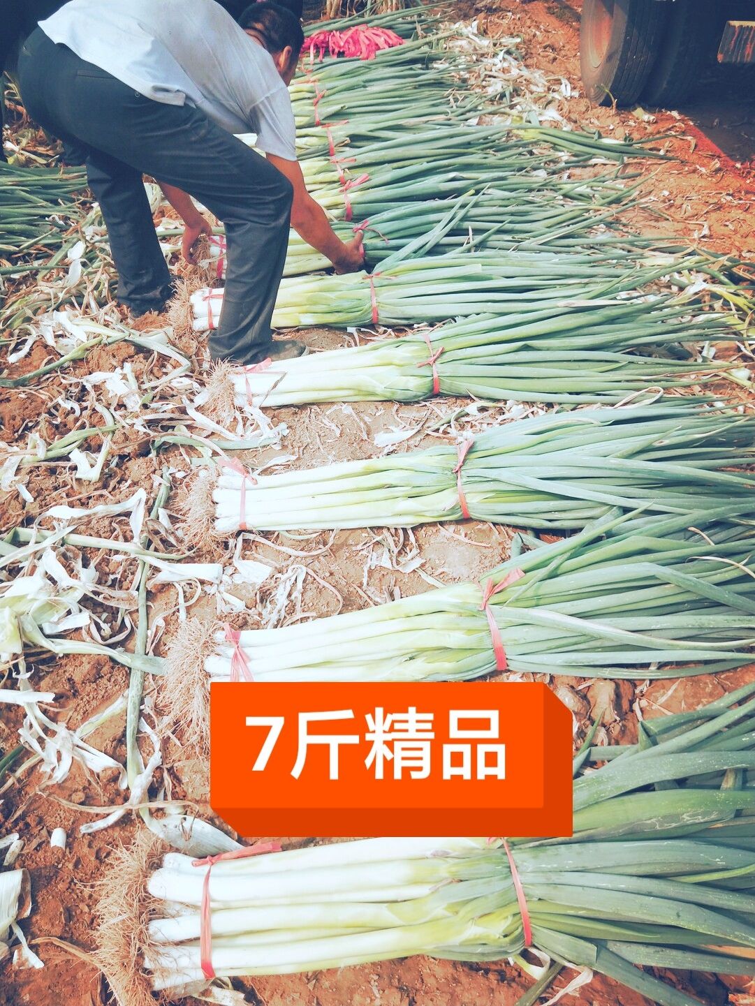 长白大葱杆子硬价格低并有专业团队为你服务
