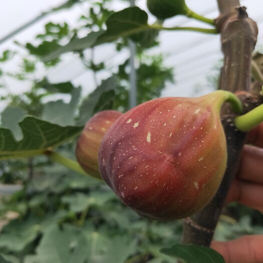 泰安 无花果苗基地 波姬红无花果苗价格全国包邮