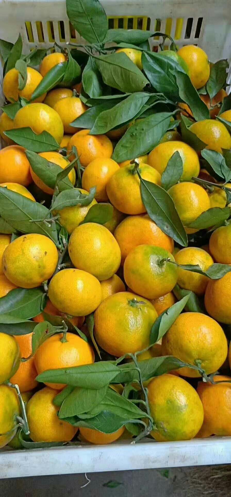 蜜桔 一条龙服务，大量供应，随时看货源