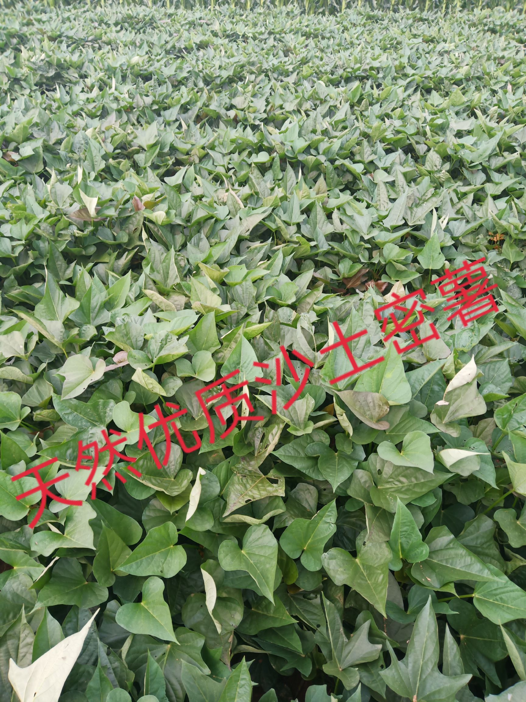红心红薯 甘甜的沙土密薯