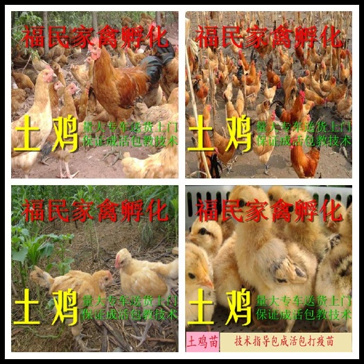 沭阳县 土鸡苗草鸡苗柴鸡苗 量大全国专车配送上门 保证品质