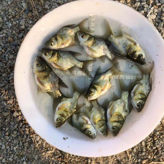 昭平县缩骨鳙鱼苗 一级缩骨大头（玻璃头，条条都缩骨，高密度养殖）