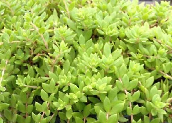 垂盆草  正宗中药材  盆景 食用养肝清热 包邮