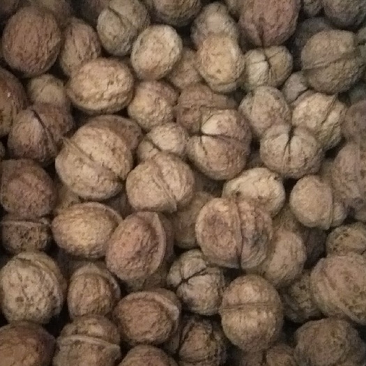 景东县云南核桃 大果