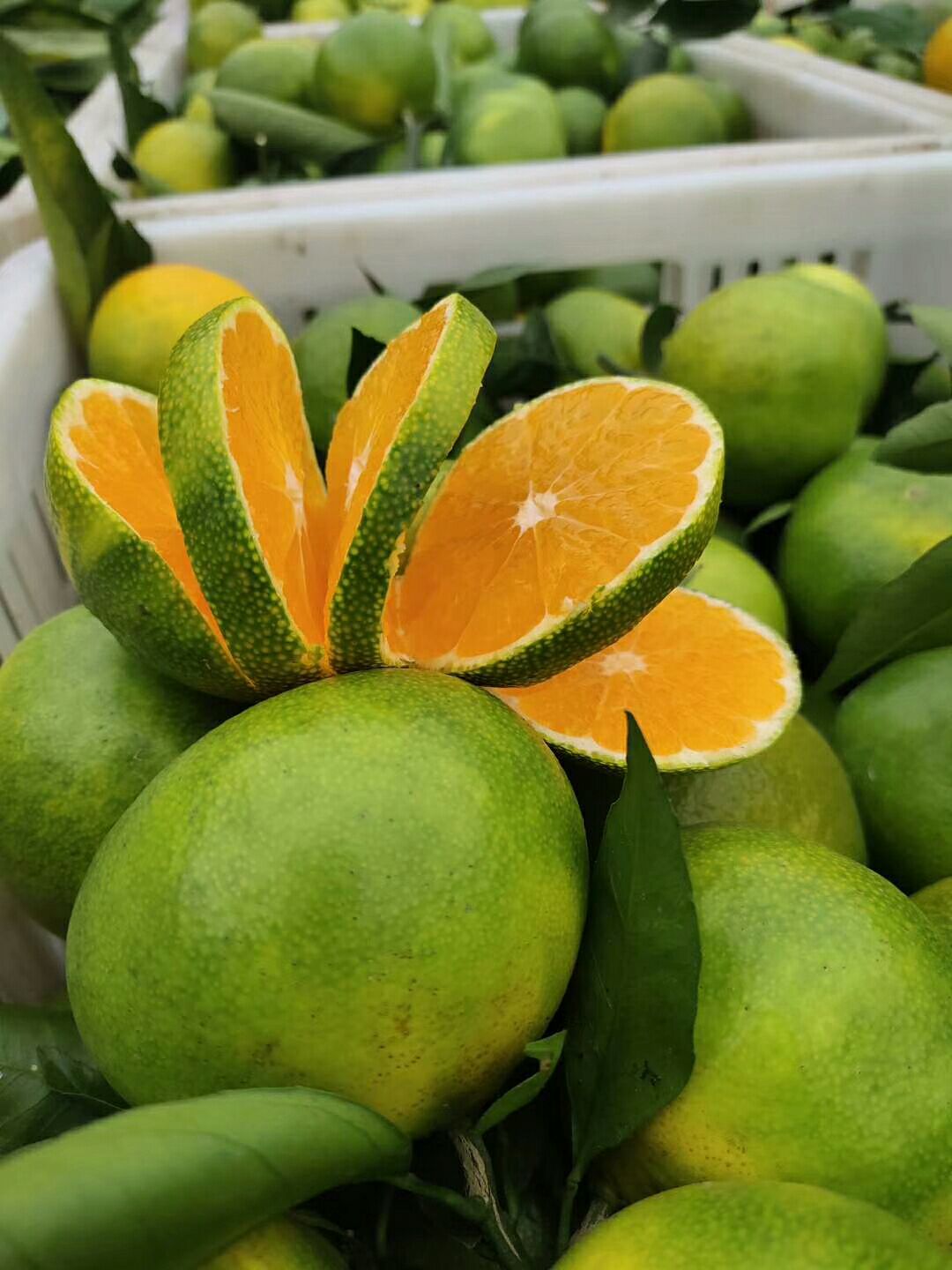 蜜桔 一条龙服务，大量供应，随时看货源