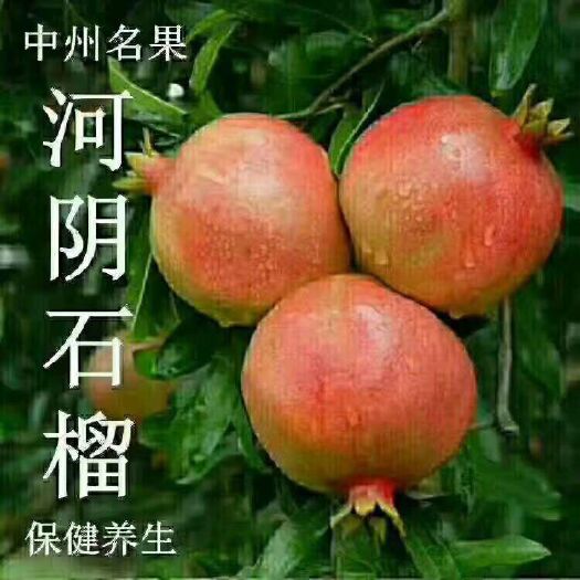荥阳市河阴石榴 0.8 - 1斤