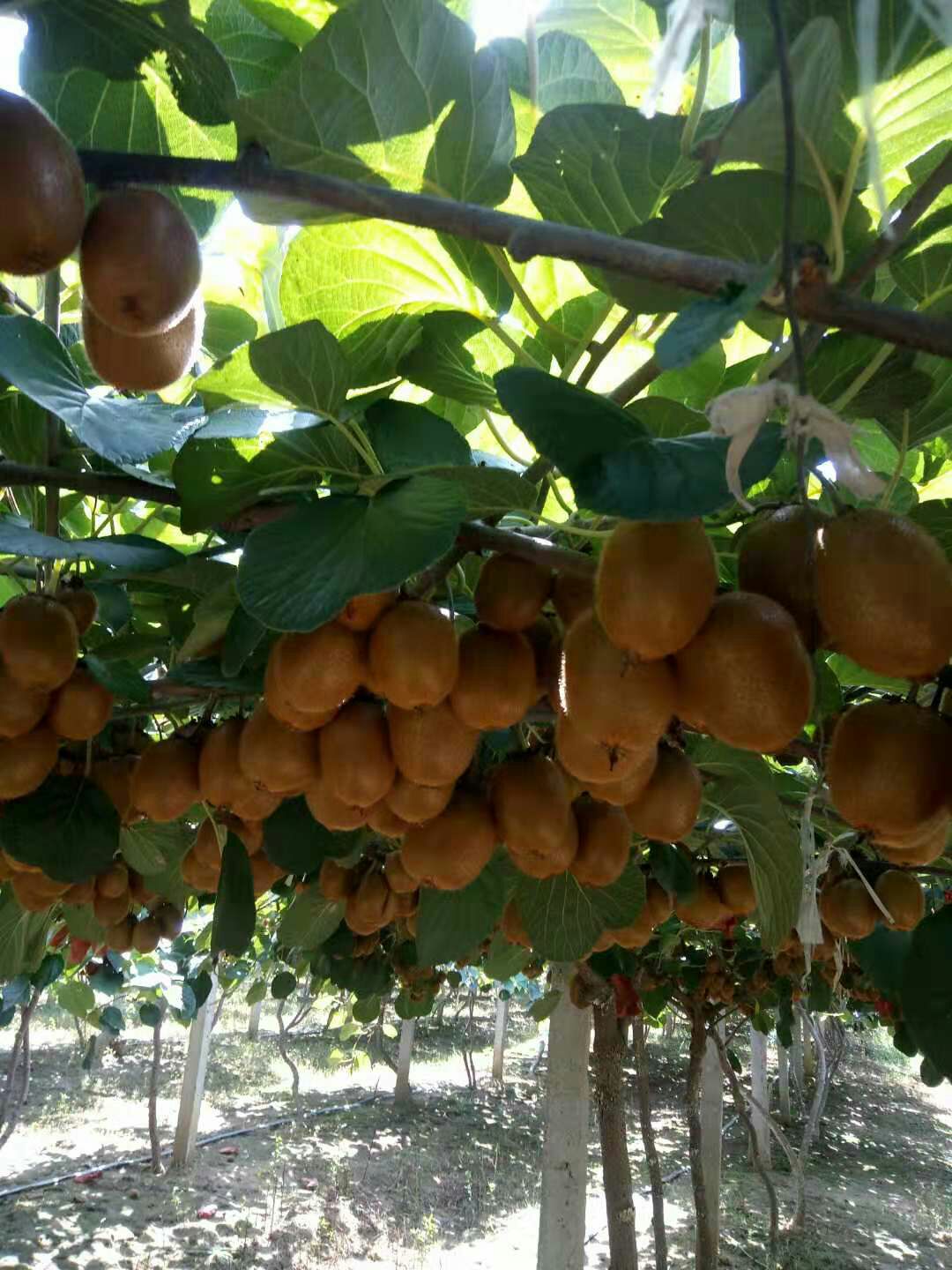 徐香猕猴桃新鲜现摘产自河南南阳内乡县果园直发