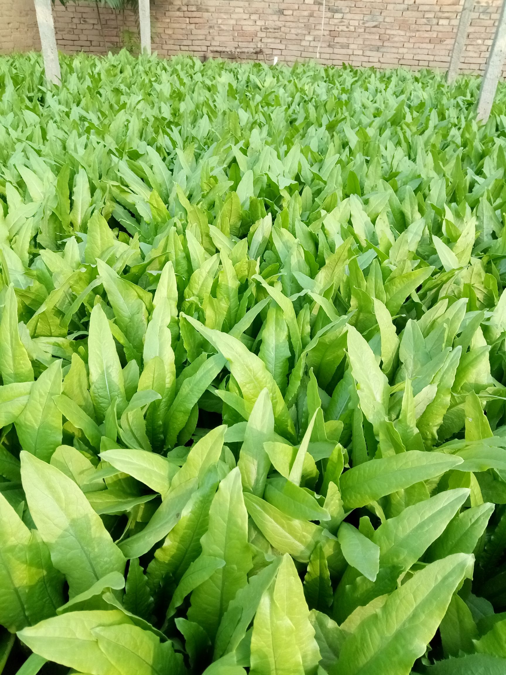 青油麦 30~35cm