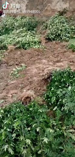 无刺花椒苗