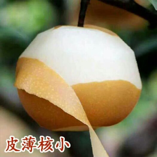 阜阳金水一号梨树苗 各位老板请看过来
