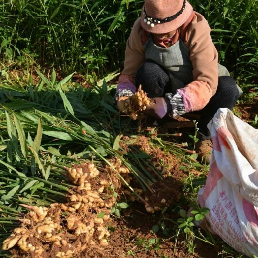 云南小黄姜   新鲜现挖 产地直销