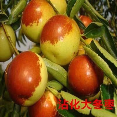 平邑县 沾化冬枣树苗，个大，脆甜爽口，含糖量高，盆栽地栽，包成活包