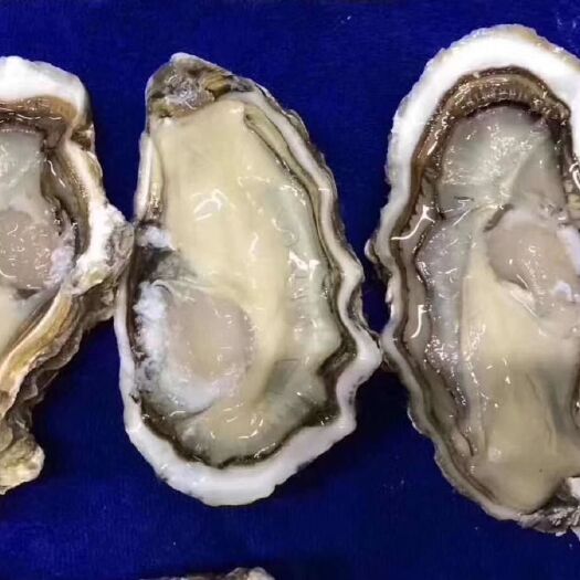 乳山市三倍体生蚝 三倍体