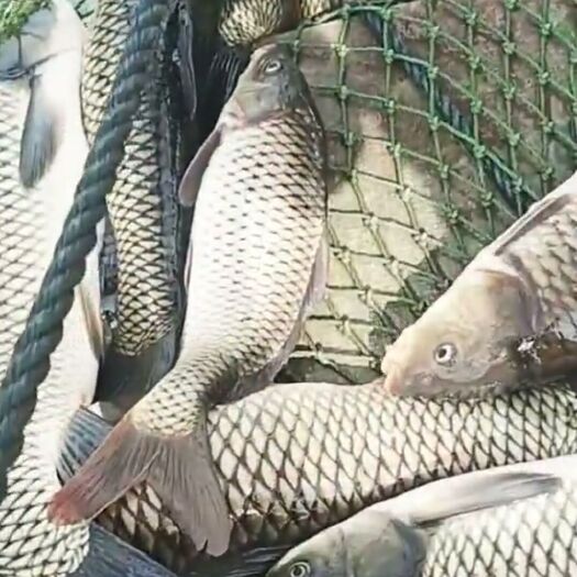 沂水县 水库散养草鱼