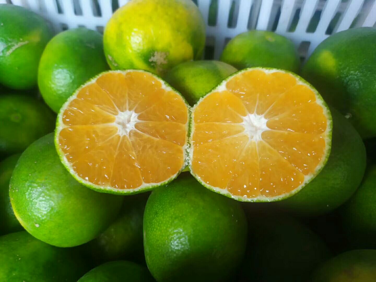 蜜桔 一条龙服务，大量供应，随时看货源