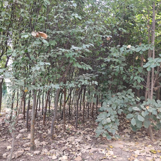 新沂市 十公分粗木瓜树