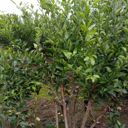 简阳市明日见枝条，去年才高改嫁的，枝条非常的好。、