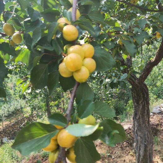 泰安 杏树苗基地 珍珠油杏树苗价格