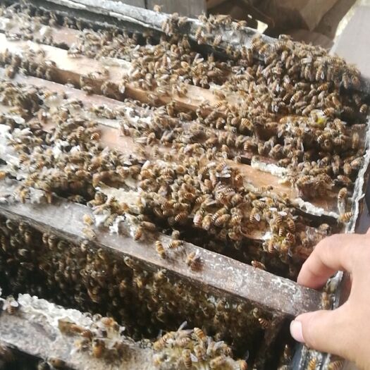辰溪县 自产纯正土蜂蜜