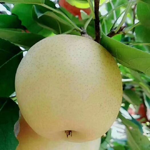 方城县黄金梨 我为自家产品代言！